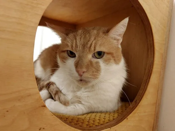 Kot do adopcji, Włocławek, 2 lutego 2025 (5/5)