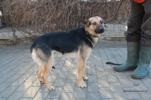 Pies do adopcji, Nowy Dwór Mazowiecki, 3 lutego 2025 (2/5)
