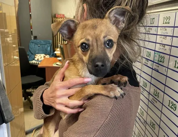 Znaleziono psa, Toruń, 2 lutego 2025