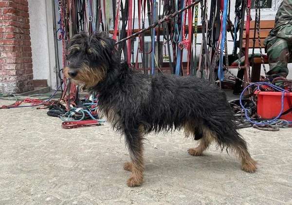 Znaleziono psa, Toruń, 2 lutego 2025