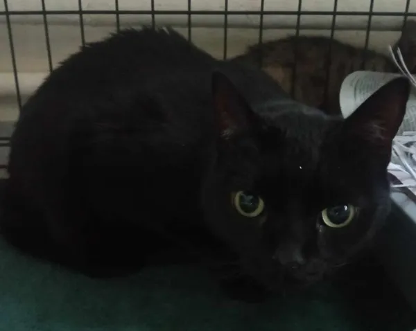 Znaleziono kota, Toruń, 31 stycznia 2025