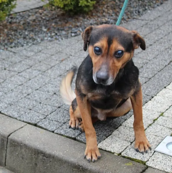 Pies do adopcji, Dębniak, 31 stycznia 2025