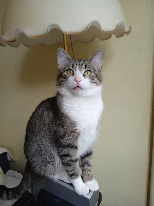 Zaginął kot, Wrocław, Powstańców Śląskich, 3 lutego 2025 (1/2)