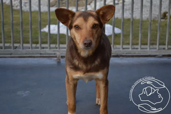 Pies do adopcji, Chełmek, 9 listopada 2024