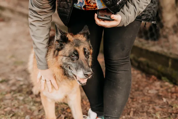 Pies do adopcji, Czartki, 3 lutego 2025 (1/5)