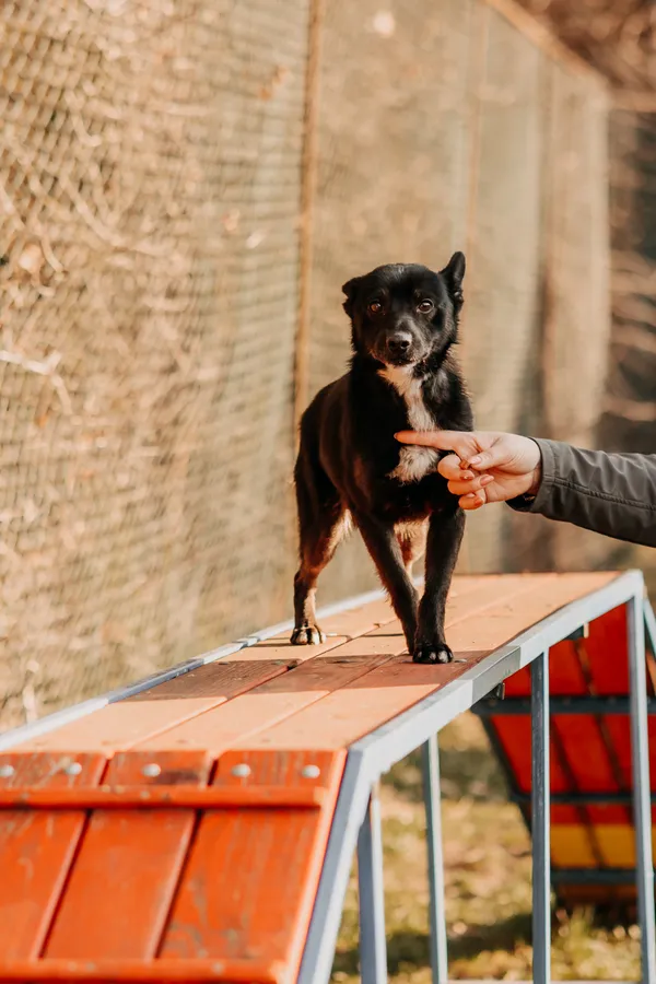 Pies do adopcji, Czartki, 3 lutego 2025 (3/5)