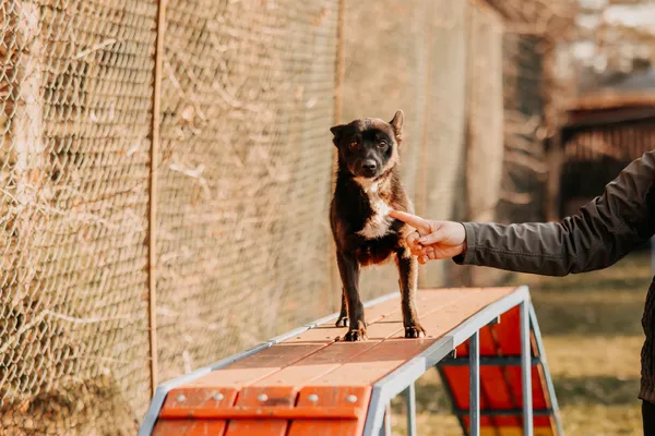 Pies do adopcji, Czartki, 3 lutego 2025 (4/5)