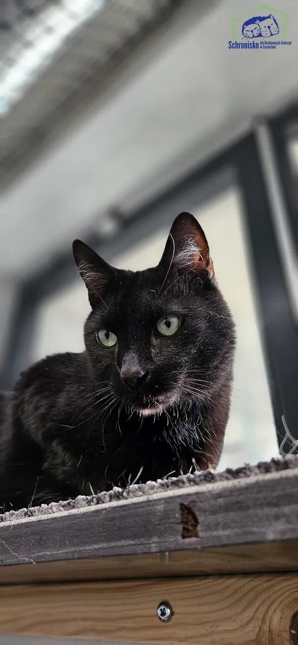Kot do adopcji, Szczecin, 17 września 2024 (1/2)