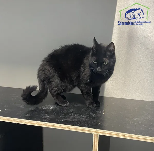 Kot do adopcji, Szczecin, 17 września 2024 (2/2)