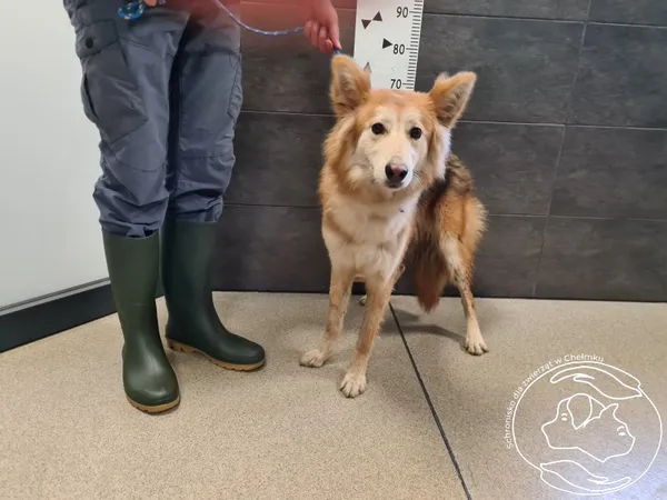 Znaleziono psa, Chełmek, 2 lutego 2025