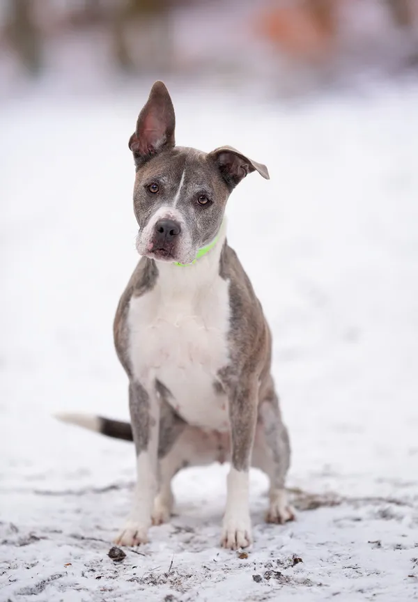 Pies do adopcji, Gdynia, 3 lutego 2025 (3/5)