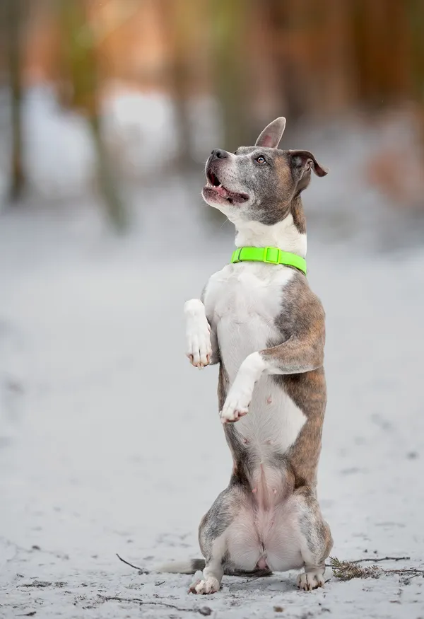 Pies do adopcji, Gdynia, 3 lutego 2025 (4/5)