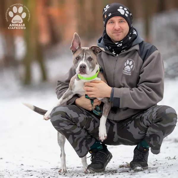 Pies do adopcji, Gdynia, 3 lutego 2025 (5/5)