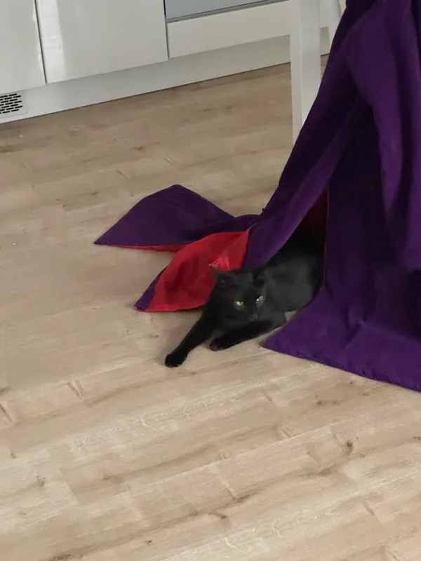 Zaginął kot, Łódź, Zarzew, 3 lutego 2025