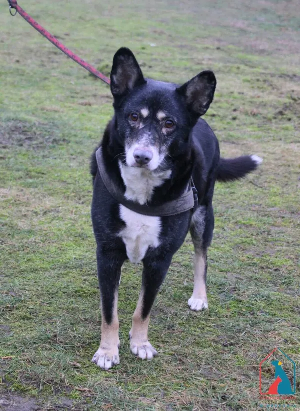 Pies do adopcji, Grudziądz, 21 stycznia 2025