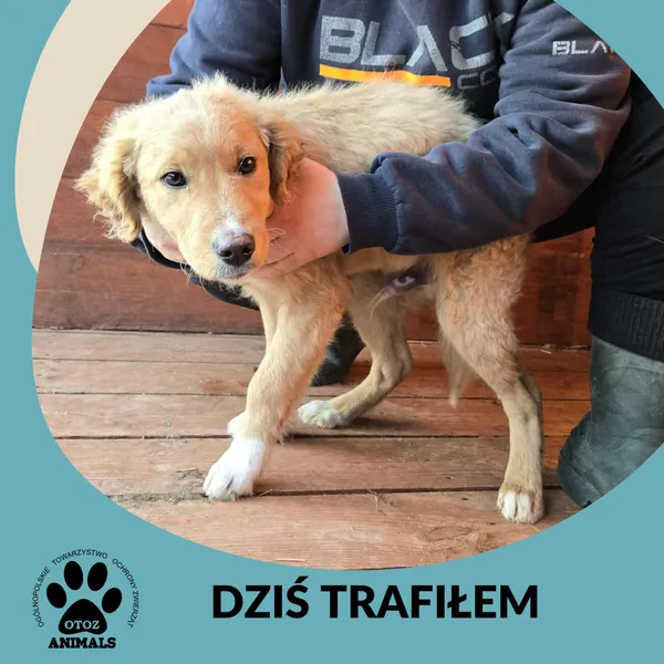 Znaleziono psa, Dąbrówka, 19 stycznia 2026