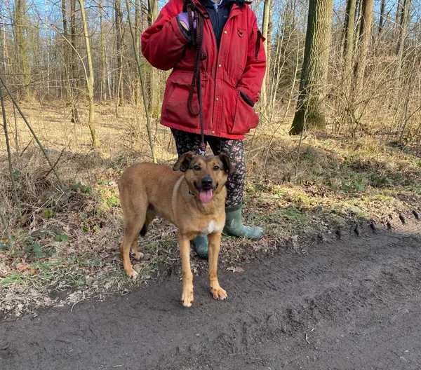 Pies do adopcji, gmina Platerówka, 3 lutego 2025 (4/4)