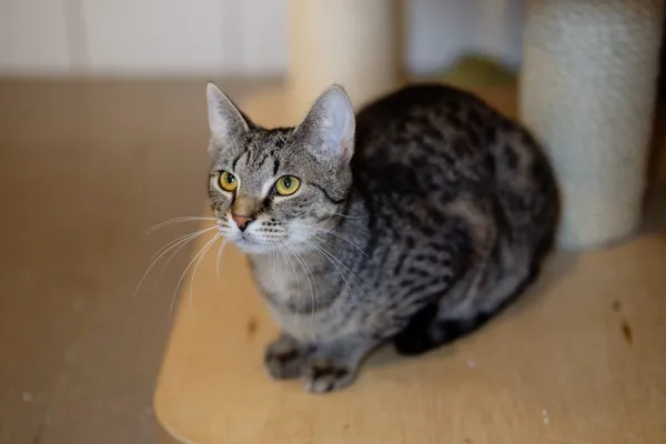 Kot do adopcji, Częstochowa, 7 lipca 2024 (1/5)