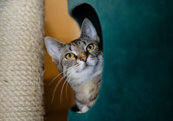 Kot do adopcji, Częstochowa, 7 lipca 2024 (2/5)