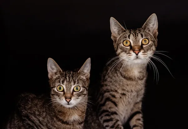 Kot do adopcji, Częstochowa, 7 lipca 2024 (3/5)