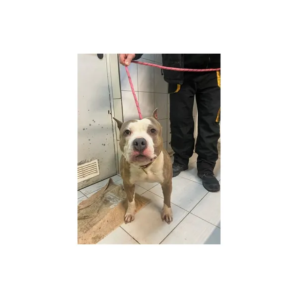 Znaleziono psa, Białystok, 3 lutego 2025