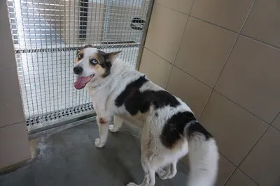 Pies do adopcji, Kraków, 20 stycznia 2025