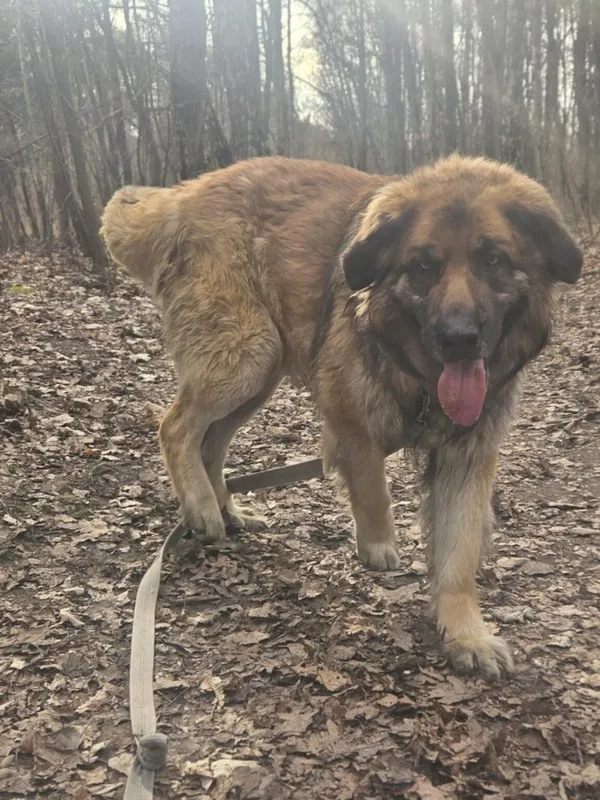 Pies do adopcji, Zgierz, 3 lutego 2025 (2/5)