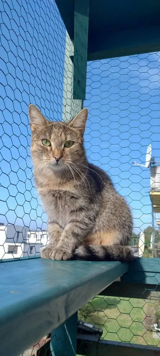 Zaginął kot, Łódź, 4 lutego 2025