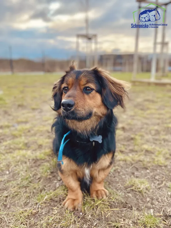 Pies do adopcji, Szczecin, 3 lutego 2025 (2/4)