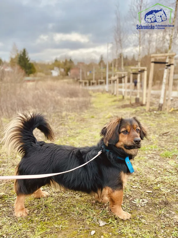 Pies do adopcji, Szczecin, 3 lutego 2025 (3/4)