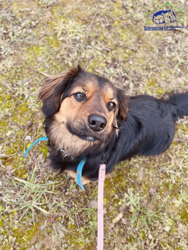 Pies do adopcji, Szczecin, 3 lutego 2025 (4/4)