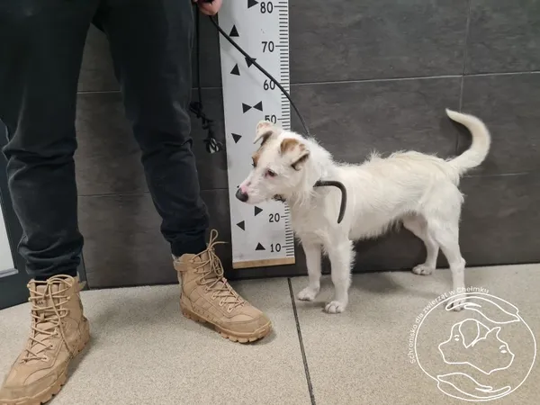 Pies do adopcji, Chełmek, 15 stycznia 2025