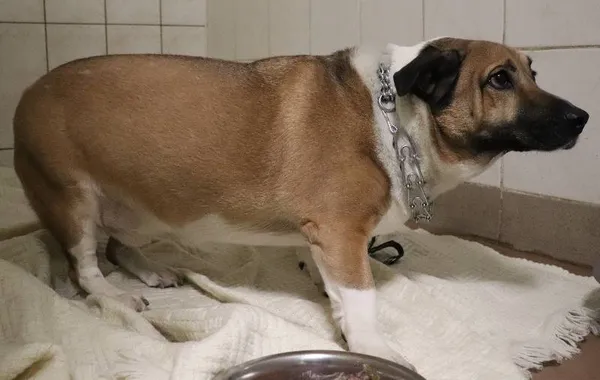 Znaleziono psa, Łódź, 3 lutego 2025 (1/5)