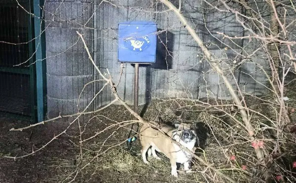 Znaleziono psa, Łódź, 3 lutego 2025 (3/5)