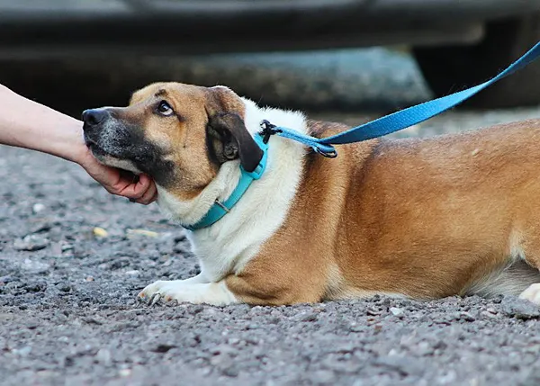 Znaleziono psa, Łódź, 3 lutego 2025 (4/5)