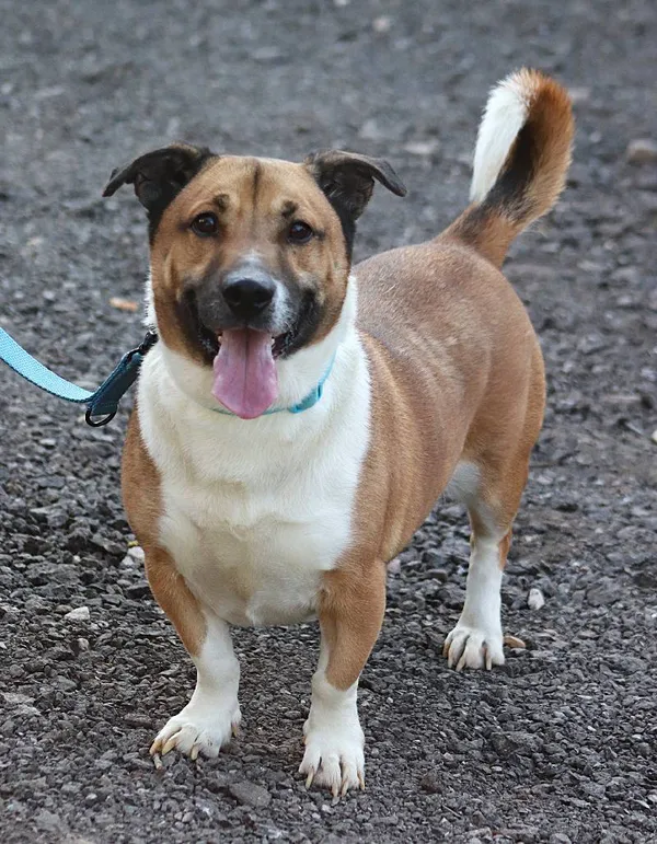 Znaleziono psa, Łódź, 3 lutego 2025 (5/5)