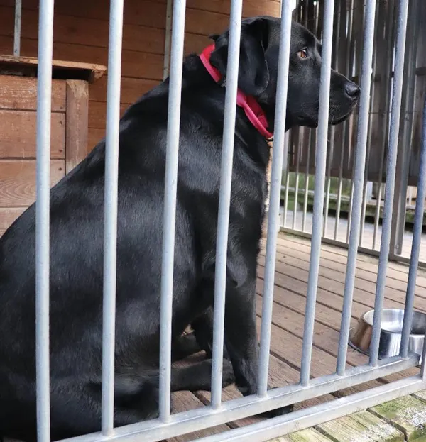 Znaleziono psa, Łódź, 3 lutego 2025 (1/2)