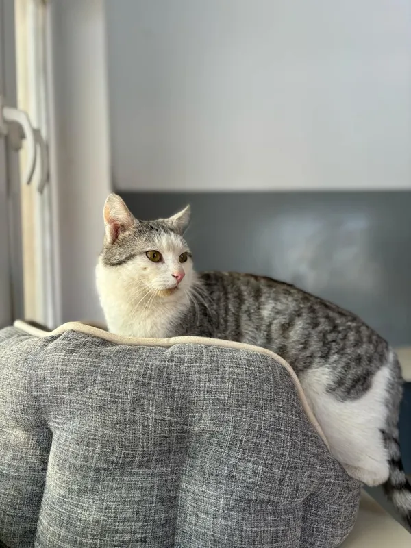 Znaleziono kota, Olsztyn, 31 stycznia 2025 (1/5)