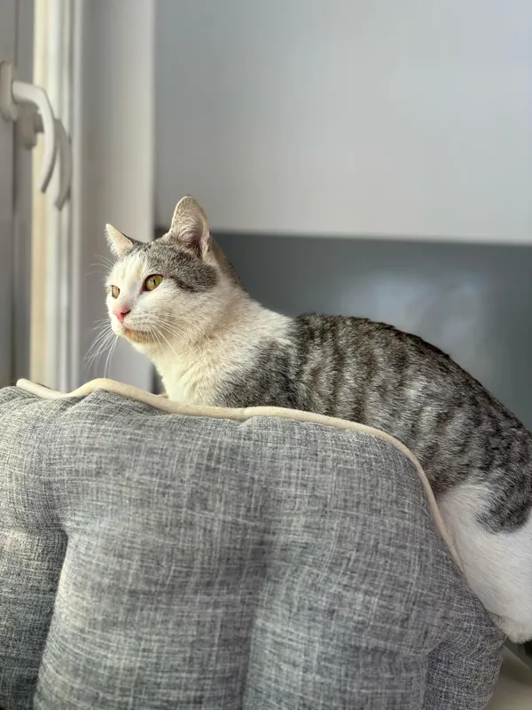 Znaleziono kota, Olsztyn, 31 stycznia 2025 (2/5)