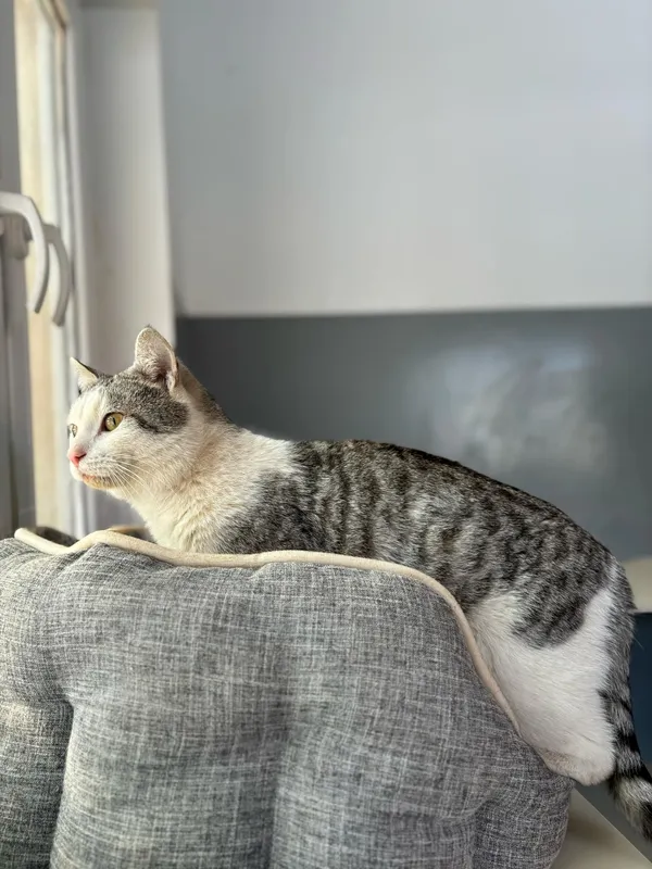 Znaleziono kota, Olsztyn, 31 stycznia 2025 (3/5)