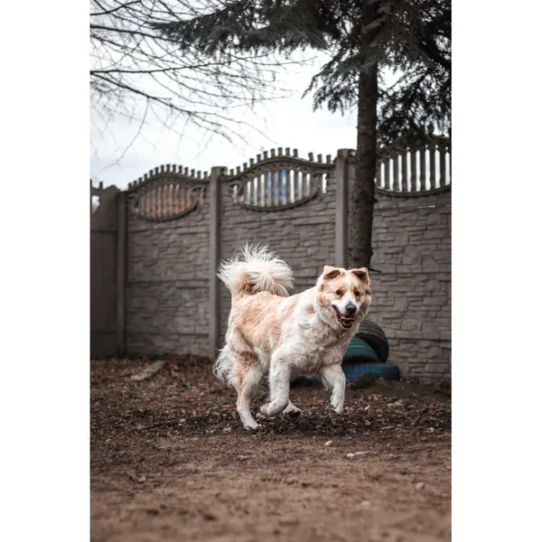 Znaleziono psa, Białystok, 17 stycznia 2025 (4/4)