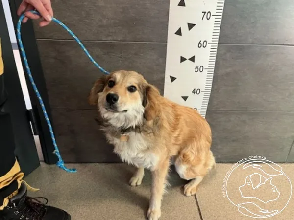 Znaleziono psa, Chełmek, 3 lutego 2025