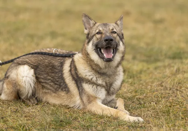 Znaleziono psa, Wrocław, 21 stycznia 2025