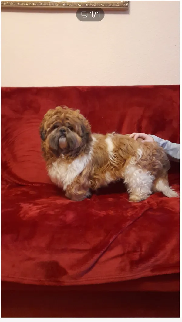 Zaginął pies, Łódź, 4 lutego 2025