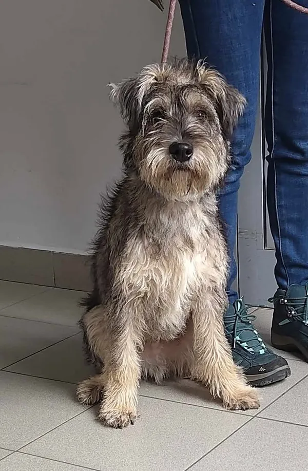 Znaleziono psa, Lublin, 4 lutego 2025