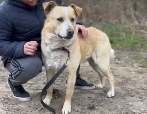 Pies do adopcji, Głowno, 4 lutego 2025 (1/5)