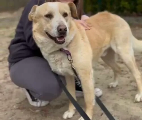 Pies do adopcji, Głowno, 4 lutego 2025 (3/5)