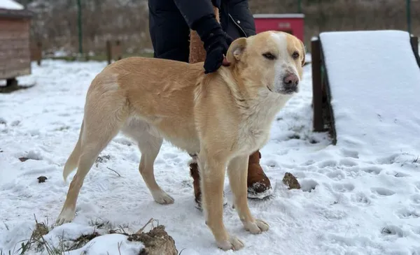 Pies do adopcji, Głowno, 4 lutego 2025 (4/5)