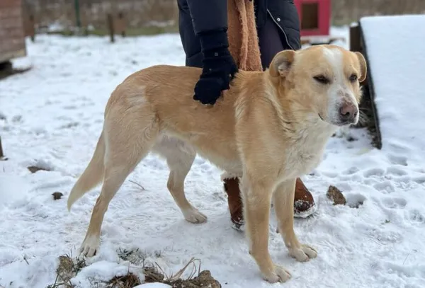 Pies do adopcji, Głowno, 4 lutego 2025 (5/5)