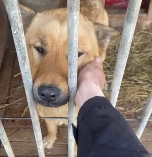 Pies do adopcji, Głowno, 4 lutego 2025 (2/5)